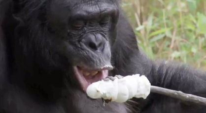 纪录片展示聪明倭黑猩猩生火烤棉花糖