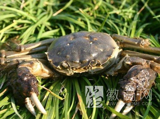 芜湖跃龙特种水产养殖公司