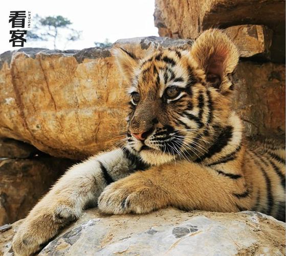在山东的一家动物园,黄宝莹是唯一的女性老虎饲养员.